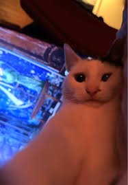 Kpokirikpo 😭😂💔#viralsounds #goviral #cruise #fypppppppp