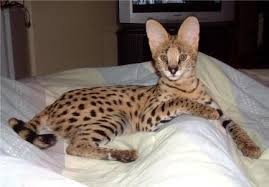 Maybe you would like to learn more about one of these? Ocelot Cats For Sale Novocom Top