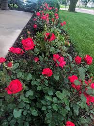 Front yard landscaping with knockout roses. Red Knock Out Roses Knockout Roses Garden Front Of House Rose Garden Ideas Front Yards