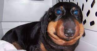 Your dog might yelp or whine when the wasp has stunged him/her. Here Are Some Dogs Who Ate Bees And Regretted It Metro News