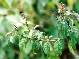 Image result for Thomandersia