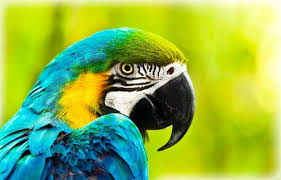 Maybe you would like to learn more about one of these? How To Care For A Parrot Petsway A Family Owned Pet Store