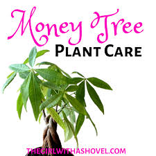 While money trees can grow up to 60 feet high in the wild, they can also be kept as bonsai trees or manageable indoor trees , growing up to eight feet high. How To Keep Your Money Tree Alive The Girl With A Shovel