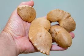 Image result for Dioscorea bulbifera