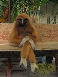 Funny Animal Photos Of The Month 40 Photos Funny Animal Photos Funny Animals Animals