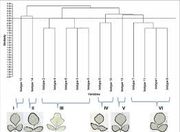 Image result for Neorautanenia