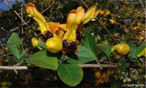 Image result for Ruttya fruticosa