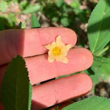 Image result for Sida rhombifolia