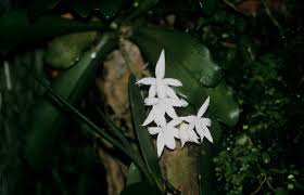 Image result for Aerangis kirkii