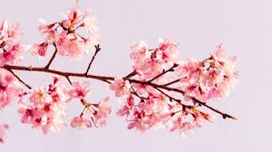 Berbagai pengetahuan mengenai cara mewarnai gambar bunga mawar dan bunga hias lain nya juga. Cari Dekorasi Rumah Yang Murah Inilah 10 Cara Membuat Bunga Dari Kertas Yang Bikin Rumahmu Semakin Cantik 2020