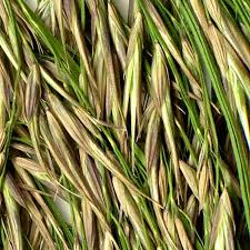 Image result for Phragmites mauritianus