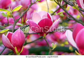 Magnolias are such a beautiful flowering tree, we have 4 in our garden, the marillyn and susan. Bloomy Magnolia Tree With Big Pink Flowers Canstock
