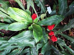 Image result for Palisota