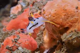 Image result for Pleurostylia capensis