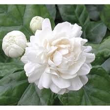 Ramlee, 26 shazams, featuring on riang ria hari raya, and at home with alif satar: Buy Pokok Bunga Melur Susun Harum Wangi Melur Rose Jasminum Sambac Grand Duke Tuscany Seetracker Malaysia