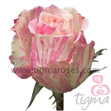 Cut flowers, no plants · low prices guaranteed · perfect for weddings Ecuador Rose Fiesta Natural Fresh Flowers Long Stem Cut Roses For Wholesale And Wedding From Tigma Buy Flories Supplies Rose Plants Natural Flower Product On Alibaba Com