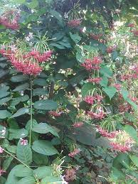 They are a naturally hardy plant that flowers in spring. File South Indian Plant With Pink And White Flowers 2 Jpg Wikipedia