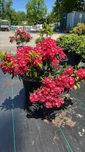 Image result for Loxogramme latifolia