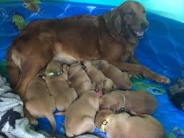 Check spelling or type a new query. Akc Golden Retriever Puppies Animals Lebanon Oregon Announcement 197427