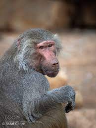 Baboon By Asco74 Baboon Monkey Species African Animals
