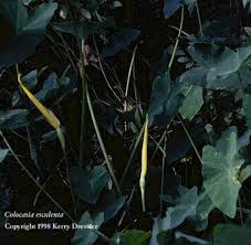 Colocasia is a genus of flowering plants in the family araceae, native to southeastern asia and the indian subcontinent. Center For Aquatic And Invasive Plants University Of Florida Ifas