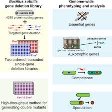 Construction And Analysis Of Two Genome Scale Deletion