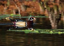 Local Birds Of Central Florida Wood Duck Central Florida Bird Photography Wood Ducks Central Florida