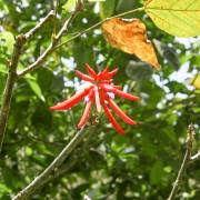 Image result for Leptactina arborescens