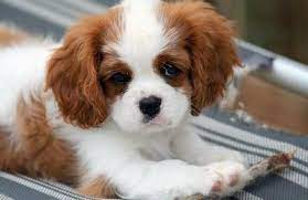 Cavalier King Charles Spaniel Graceful And Affectionate Cavalier King Charles Dog King Charles Dog King Charles Cavalier Spaniel Puppy