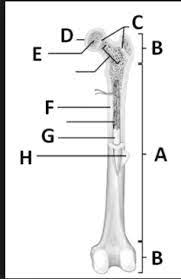 A long bone is a drop from various monsters, usually those that drop big bones with some exceptions, at a universal rate of 1/400. Long Bone Labeling Diagram Quizlet