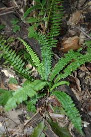Image result for Asplenium elliottii