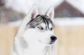 The double coat is effective for protecting the dogs against harsh arctic winters, and it also reflects heat in the summer. Siberian Husky Dog Breed Information