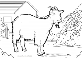 Maybe you would like to learn more about one of these? 50 Sketsa Gambar Hewan Kambing Terbaik Gambar Hewan