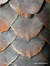 Dec 14, 2016 · a pangolin's scales make up 15 percent of its weight, according to the african wildlife foundation. Ground Pangolin Photos Ground Pangolin Images Naturephoto Cz Ground Pangolin Pangolin Pangolin Scales
