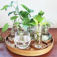 Bird Of Paradise Water Propagation Water Propagation How To Blog At Www Plantsdontwine Com Plants Indoor Plants Indoor Water Garden