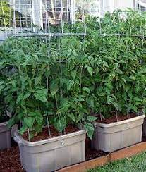 Turn Storage Containers Into Self Watering Tomato Planters Container Gardening Vegetables Tomato Planter Container Gardening