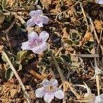 Image result for Dyschoriste radicans