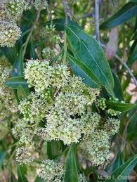 Image result for Pseudolachnostylis maprouneifolia