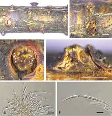 Image result for Polysphaeria harrisii