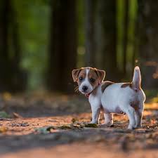 Is A Jack Russell Right For Your Family Greencross Vets
