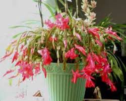 Retire el cactus de navidad flojo de la olla y retire suavemente la mayor cantidad de tierra como sea posible. Cactus De Accion De Gracias Cactus De Navidad Cactus De Pascua Cacto De Navidad Santa Teresita Schlumbergera Truncata Zygocactus Truncatus