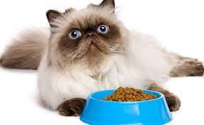 Check spelling or type a new query. 6 Makanan Kucing Persia Yang Bagus Untuk Bulu Dan Bernutrisi Lazuva Com Tempat Wisata Indonesia Pariwisata Indonesia