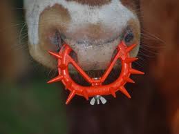 The Spiked Nose Ring A Symbol For All Dairy Cruelty Vegan Animals Animal Advocacy Animal Abuse