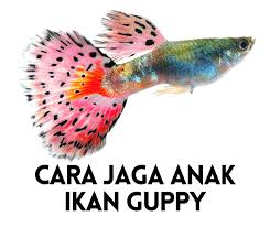 Penjelasan lengkap seputar ikan guppy. Ikan Gapi