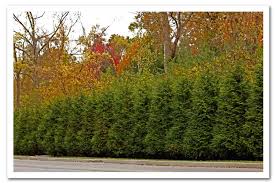 Arborvitae green giant shrub with green foliage: Thuja Green Giant Arborvitae Sugar Creek Gardens