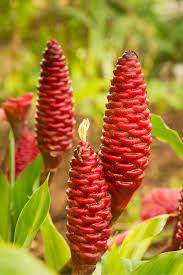 Awapuhi Wild Ginger Zingiber Zerumbet Natural Shampoo Live Plant Ginger Plant Wild Ginger Plants
