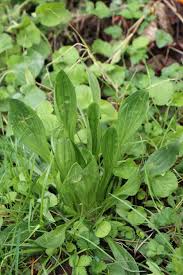 Image result for Plantago palmata