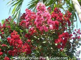 Crepe myrtle trees bloom in early summer to fall. Crape Myrtle Tree