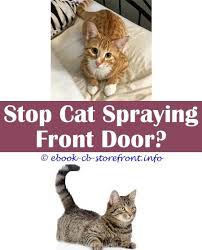 19 Staggering Cat Spraying Remover Products Admirable Toxoplasmosis