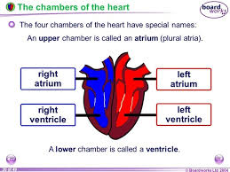 When you are done, you should be able to: How Many Heart Chambers Are In A Fish How Do They Function Quora